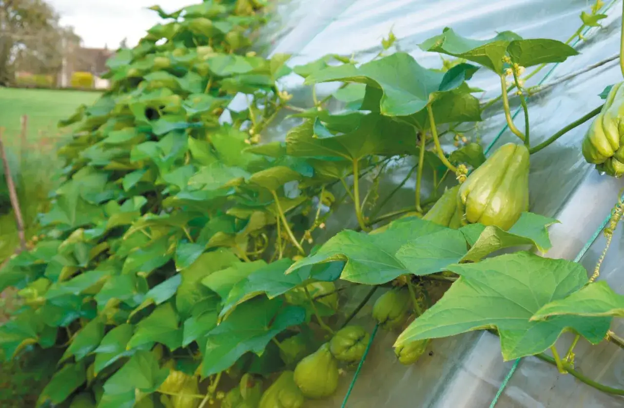 Des chouchous légumes poussent sur une vigne luxuriante sous une serre.