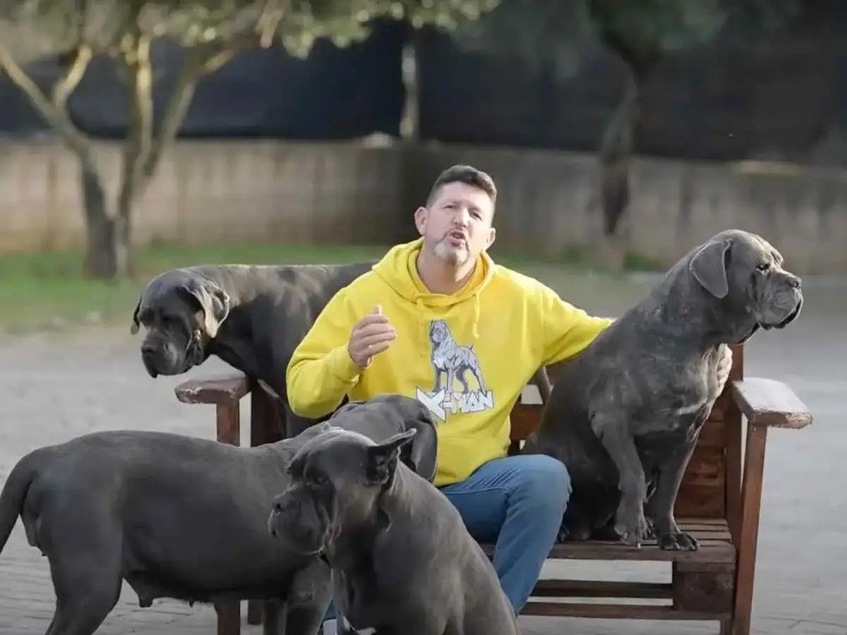 Hombre con sudadera amarilla sentado en un banco de madera rodeado de varios perros cane corso adulto.