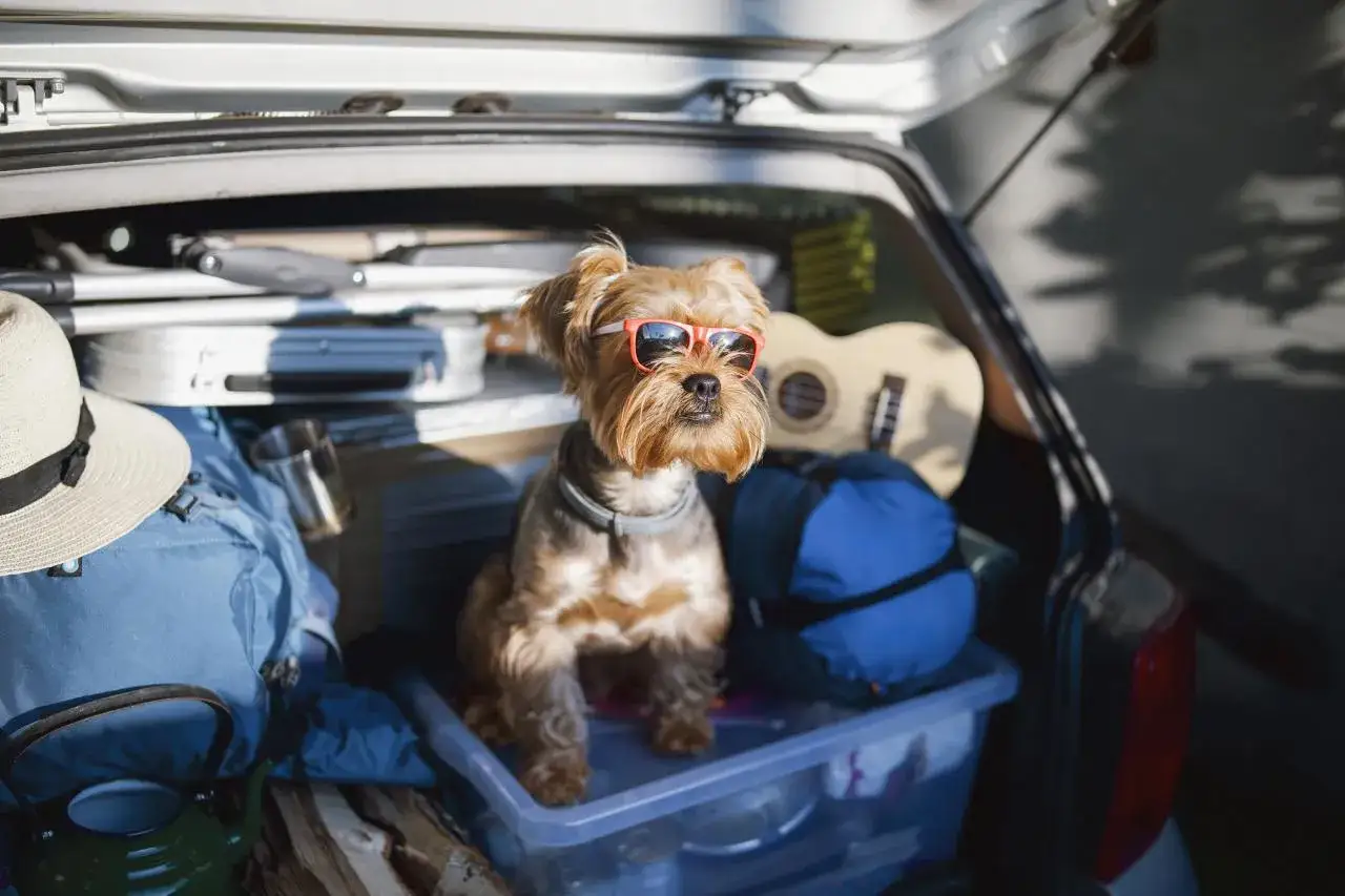 Un petit chien avec des lunettes de soleil orange est pr&ecirc;t pour un voyage. Il est assis dans le coffre d'une voiture rempli de bagages, pr&ecirc;t &agrave; faire garder son chien chez soi.