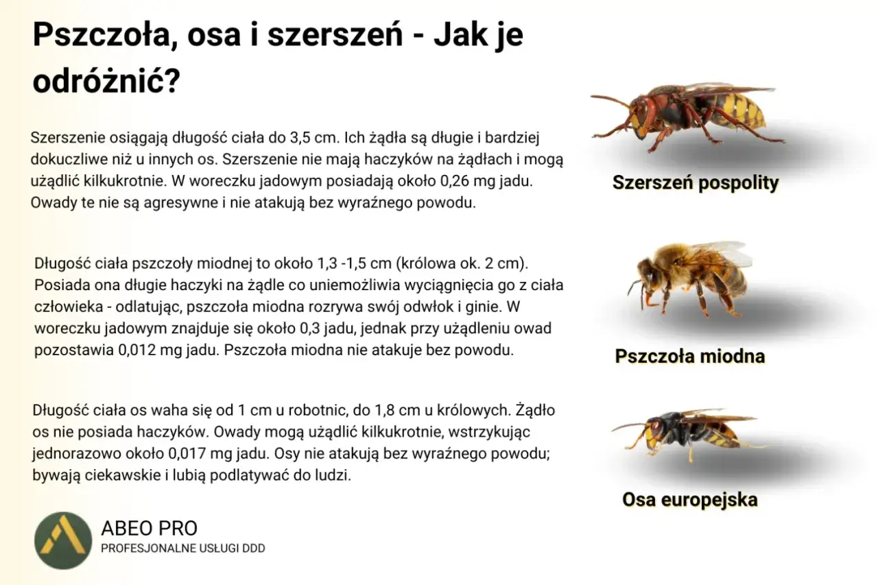 Szerszeń pospolity, pszczoła miodna i osa europejska - porównanie wyglądu i jadu.