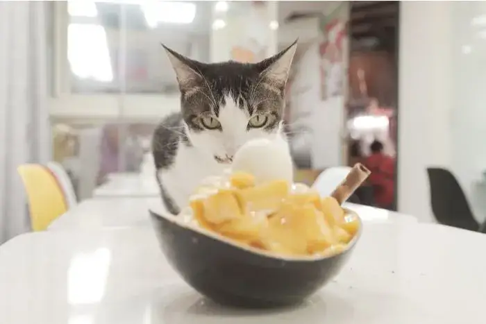 Zdjęcie Czy koty mogą jeść mango? Odkryj ryzyko i korzyści dla zdrowia