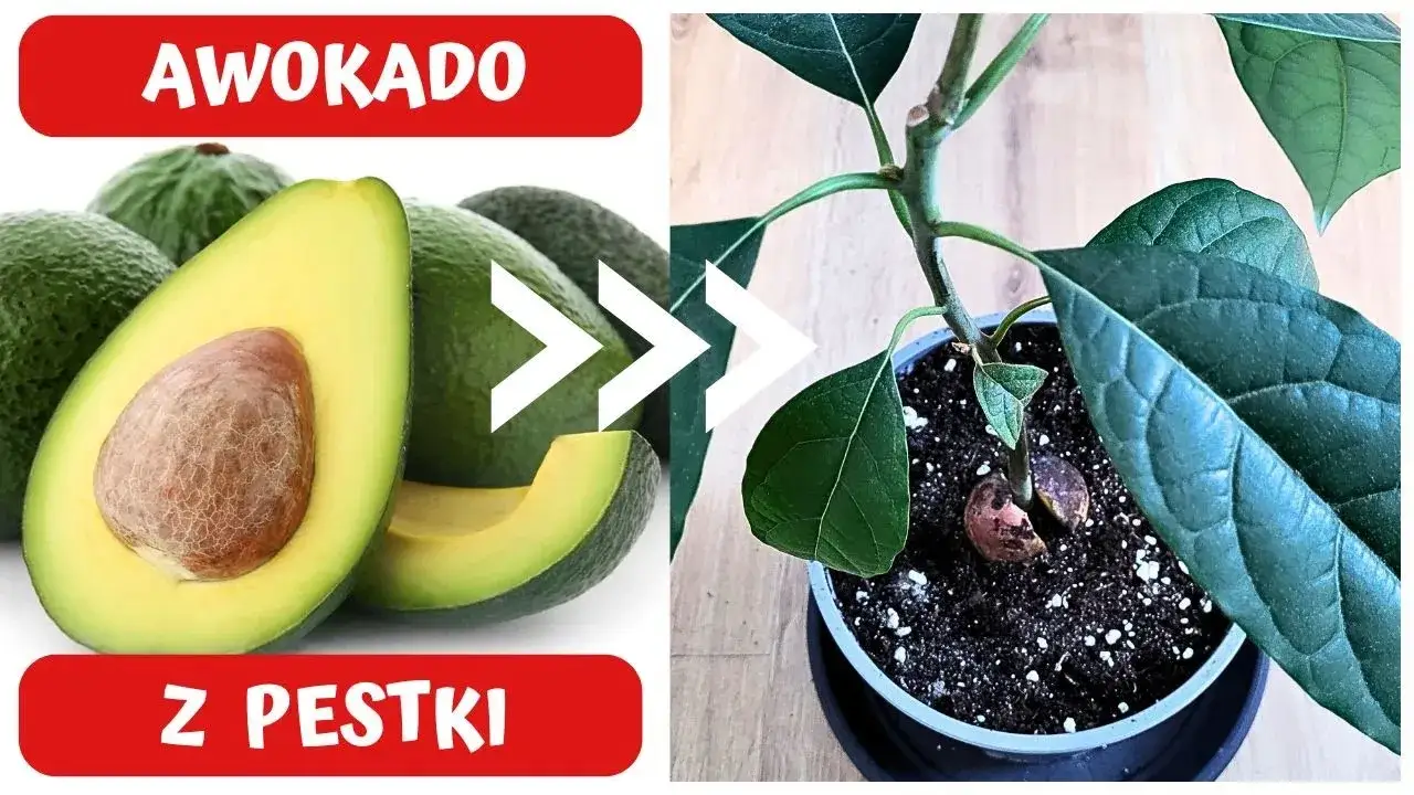 Zdjęcie Awokado z pestki: Jak wyhodować własne drzewko w domu?