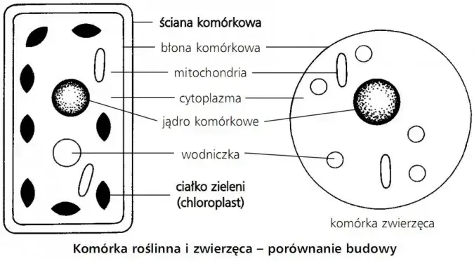 Zdjęcie Czym różni się komórka roślinna od zwierzęcej? Kluczowe różnice, które musisz znać