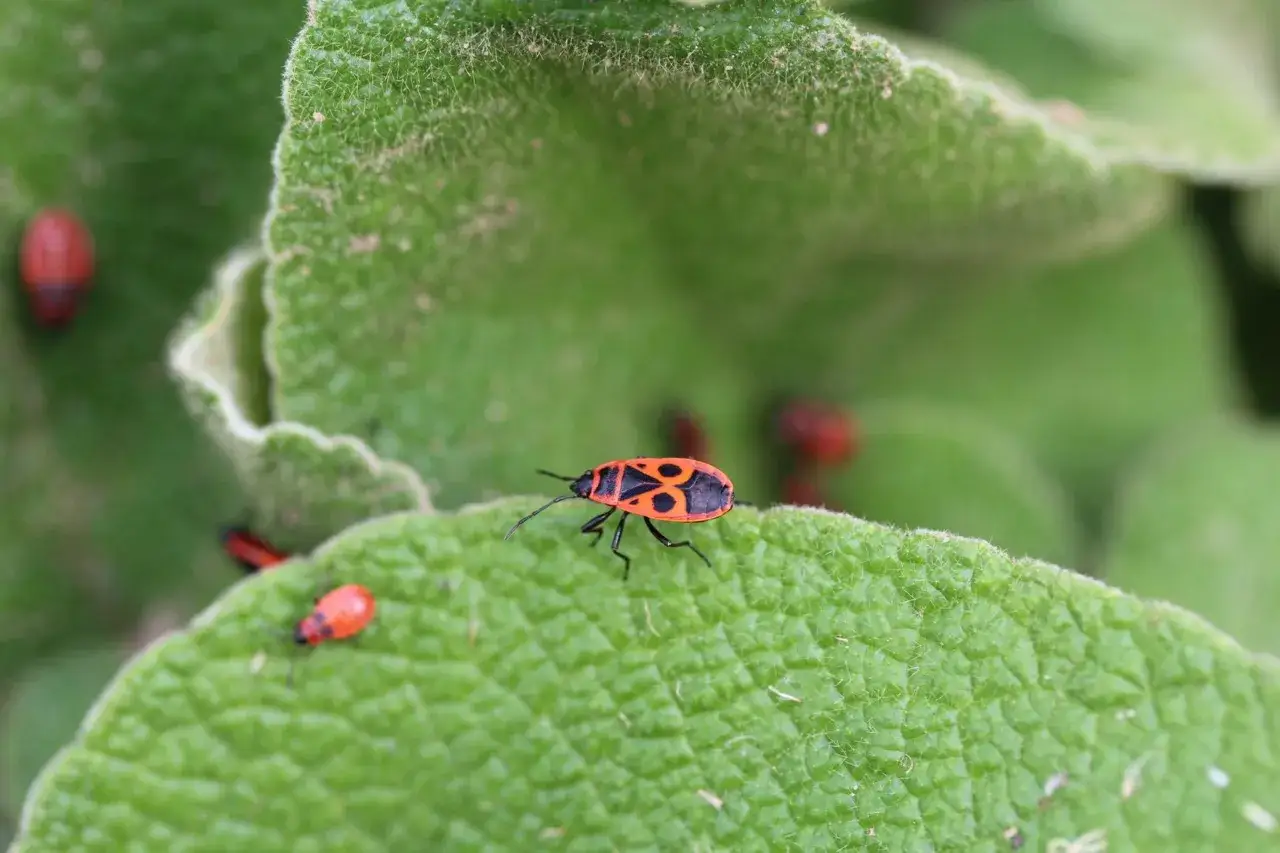 Feuerwanzen krabbeln auf grünen Blättern. Sie ernähren sich von Pflanzensäften, besonders von den Samen von Malven und Linden.