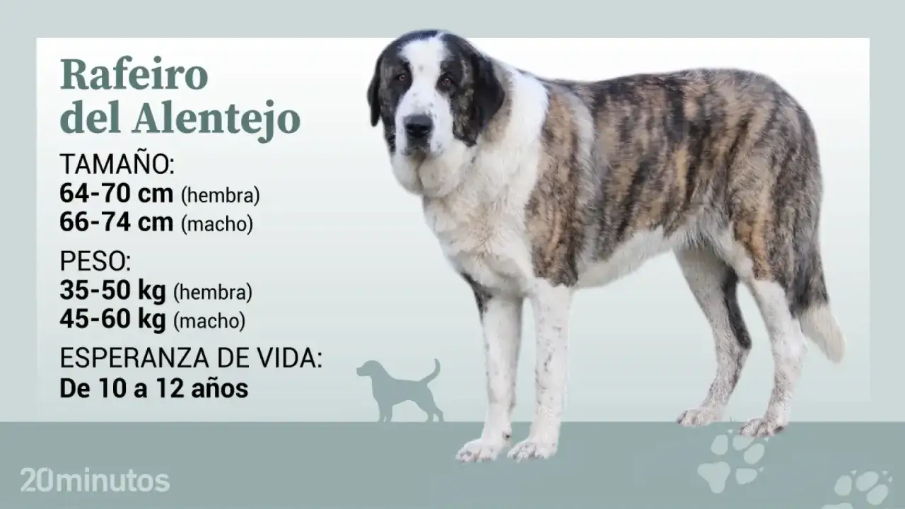 Un majestuoso Rafeiro do Alentejo, con su pelaje atigrado y blanco, posa junto a información sobre su tamaño y peso.