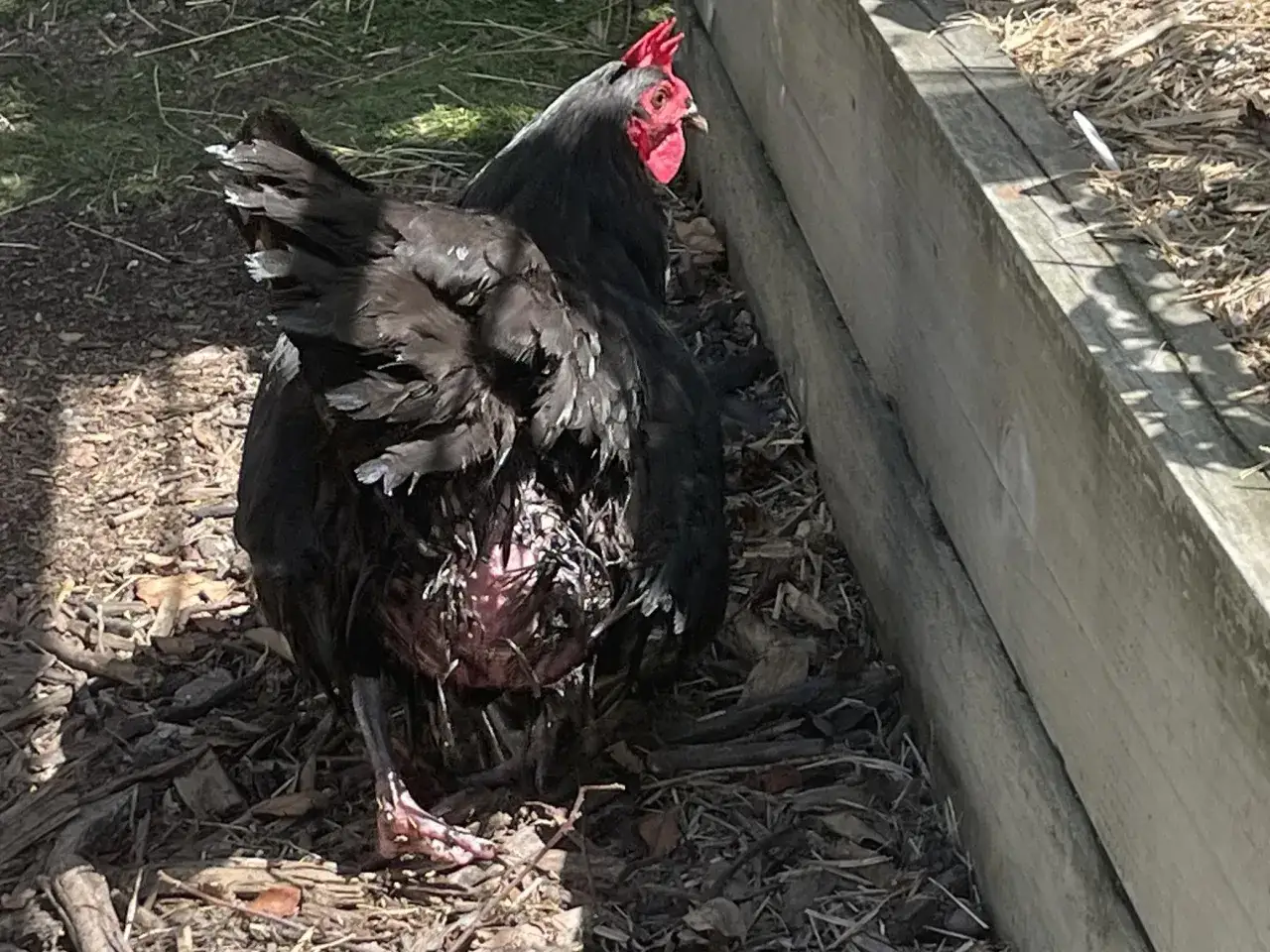 Deux poules noires près d'une planche en bois. L'une semble souffrir d'une salpingite, son abdomen est gonflé et rouge.