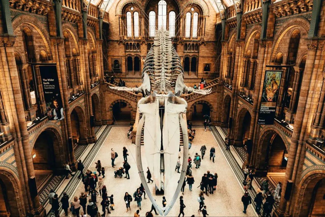 Imponerande valskelett h&auml;nger i ett magnifikt museum i London. Bes&ouml;kare beundrar den enorma utst&auml;llningen.