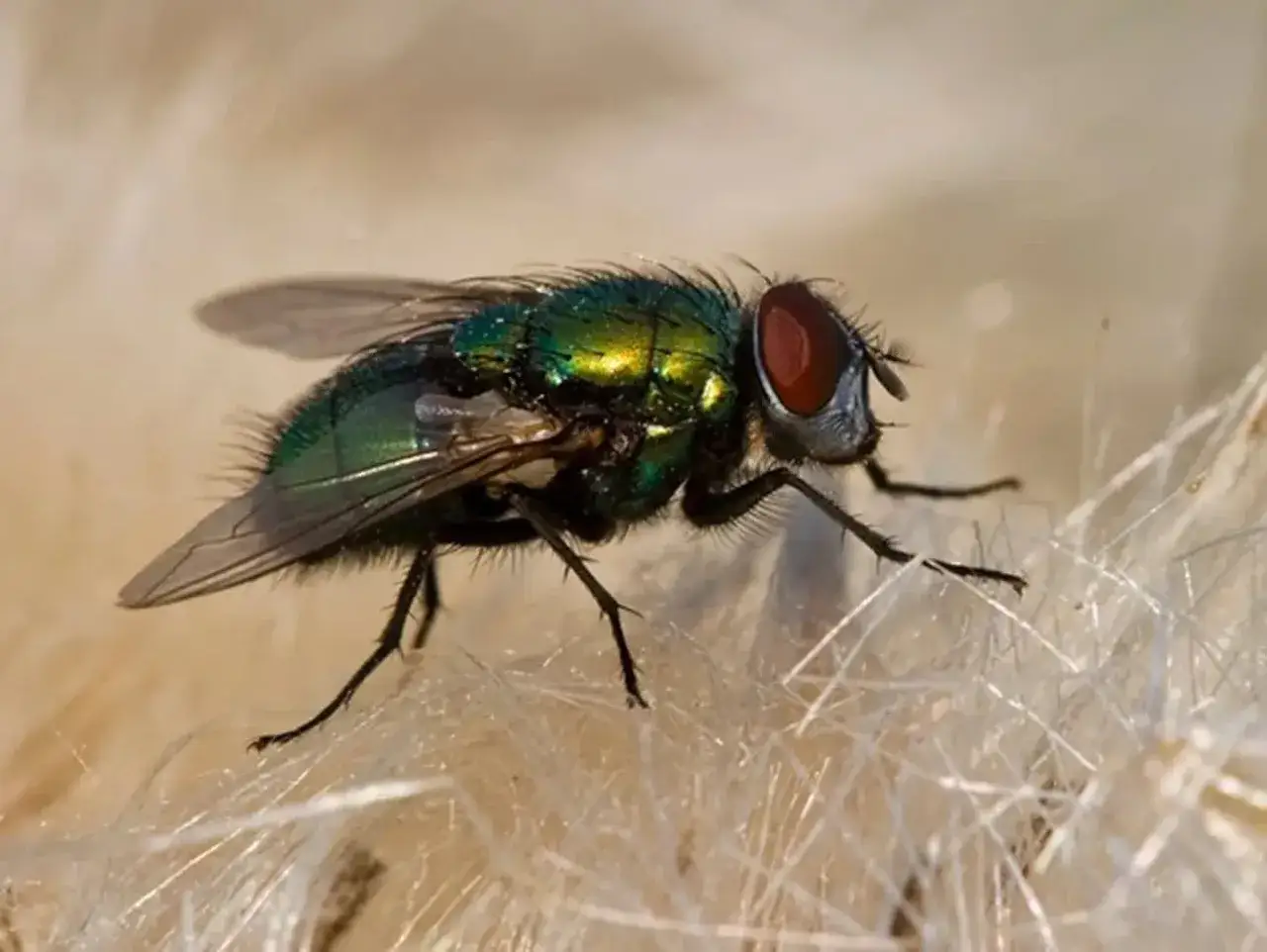 Mosca de la caca, con su cuerpo verde iridiscente y ojos rojos, se posa sobre fibras blancas.