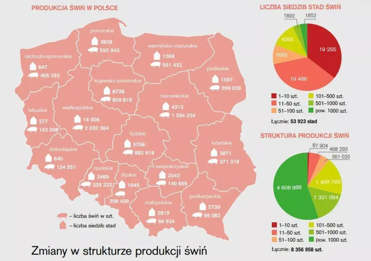 Mapa Polski z danymi o pogłowiu świń w wojew&oacute;dztwach. Wielkopolska ma najwięcej świń.