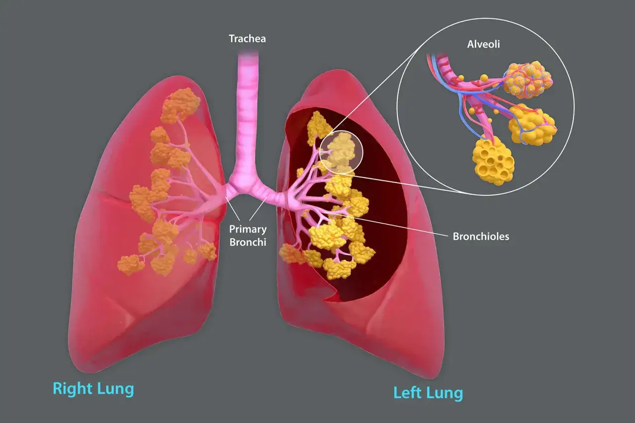 Lungenanatomie mit Bronchien und Alveolen. Rauchen kann zu COPD f&uuml;hren und diese Strukturen sch&auml;digen.