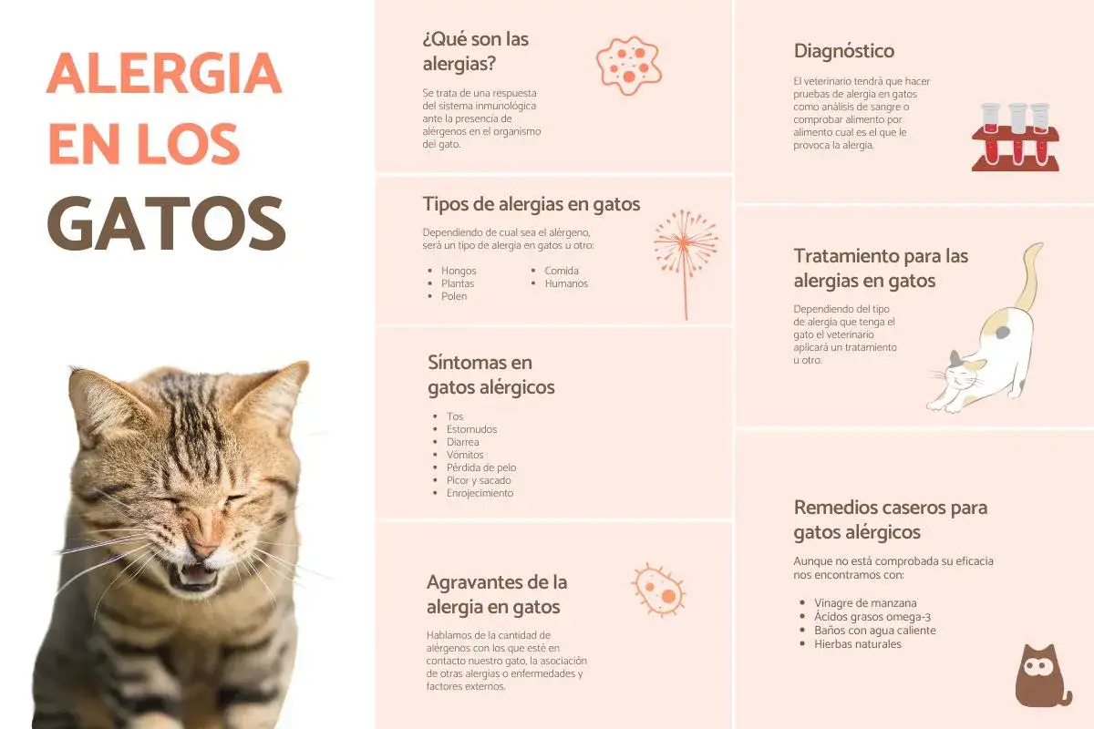 Gato estornudando, infografía sobre alergia en gatos, síntomas, diagnóstico y remedios para desinfectar la casa contra la alergia de gatos.
