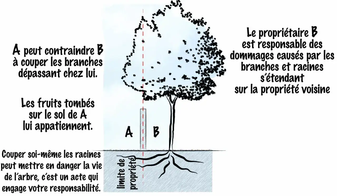 Mon voisin refuse de couper ses branches. L'image explique que A peut contraindre B à couper les branches qui dépassent chez lui.