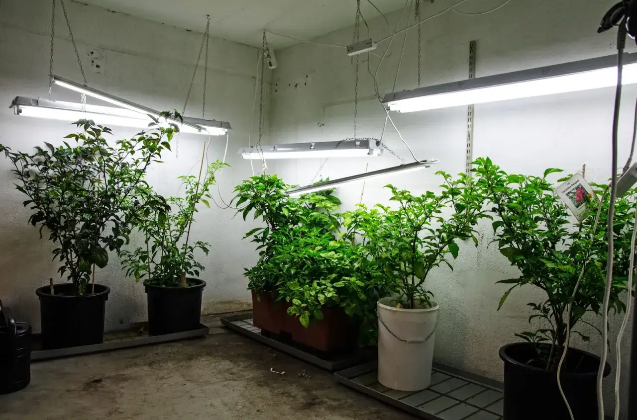 Odåliga chiliplantor under växtlampor, redo att toppa chili för maximal skörd.