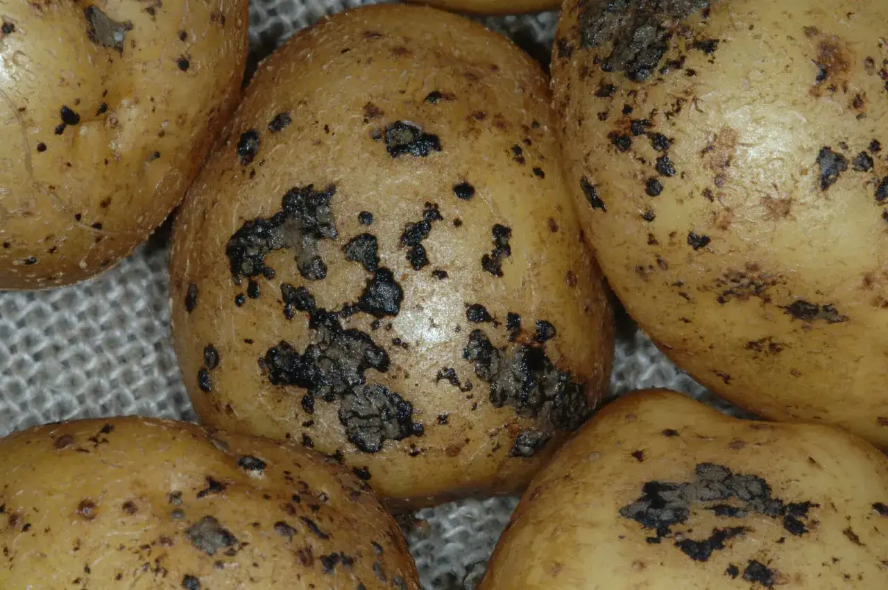 Nahaufnahme von Kartoffeln mit dunklen Flecken, die auf Krankheiten hindeuten.