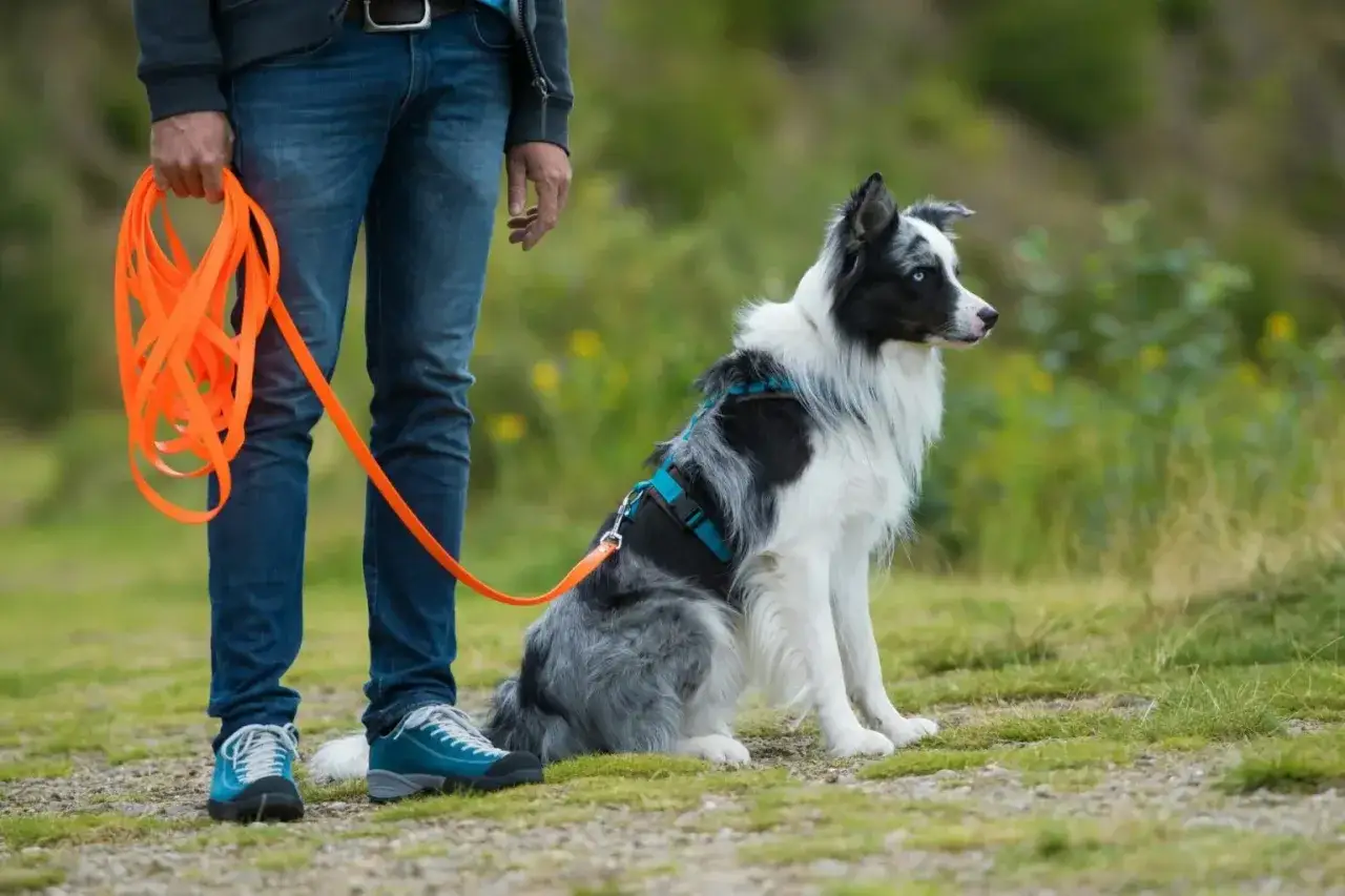 Szkolenie psa: jak nauczyć psa przywołania? Border collie czeka na komendę, trzymając smycz.
