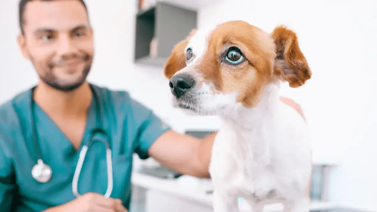 Veterinario sonriente acaricia a un perro, quizás considerando el sacrificio de un perro diabético.