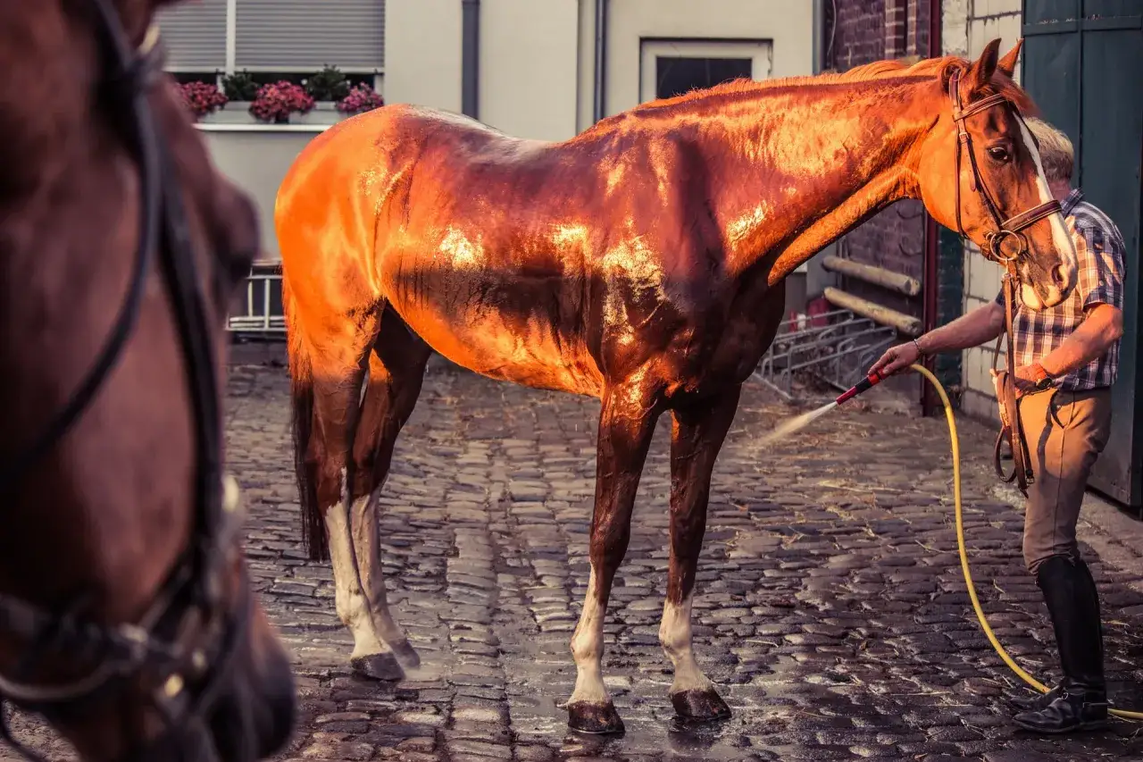 Un homme arrose un cheval roux, dont le pelage brille sous le soleil, rappelant la sueur de cheval après un effort.