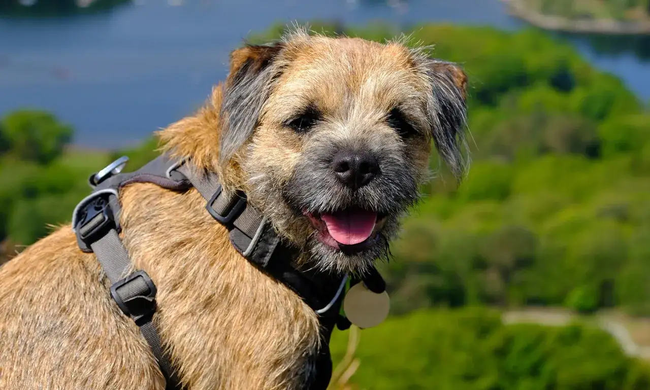 Ein fr&ouml;hlicher Border Terrier mit Geschirr genie&szlig;t die Aussicht auf eine gr&uuml;ne Landschaft und einen See.