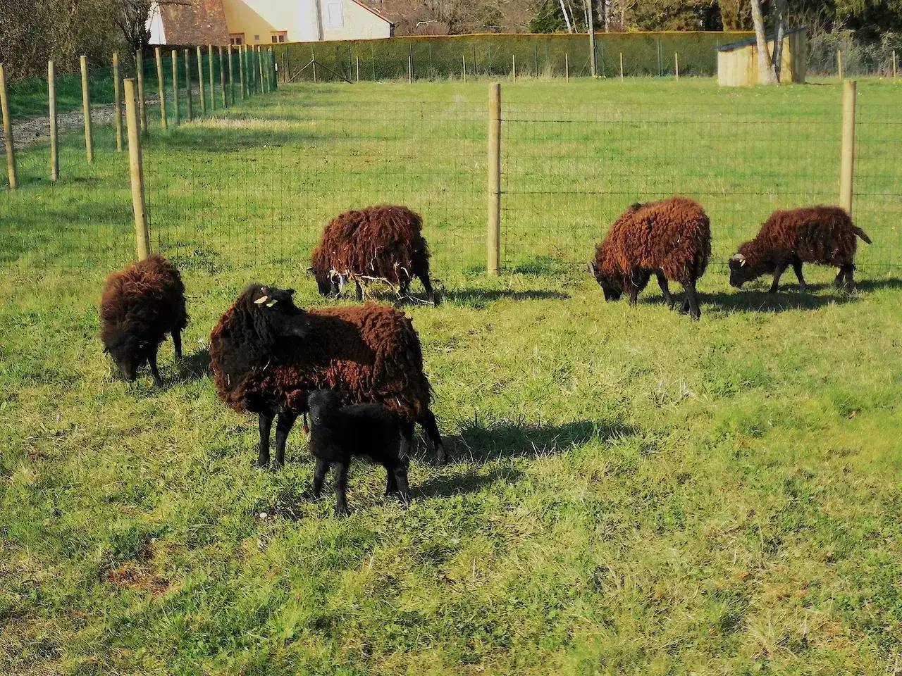 Un troupeau de moutons bruns et noirs broutent dans un pré. Un agneau noir se tient près de sa mère. Une belle occasion d'adopter un mouton nain !