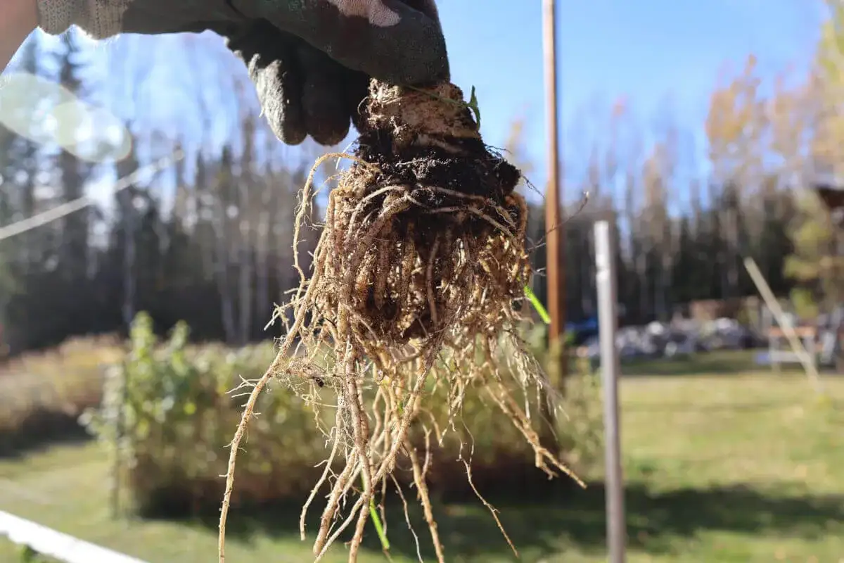 Main d'un jardinier tenant une jeune pousse de céleri-rave avec ses racines bien développées, prête pour la plantation.