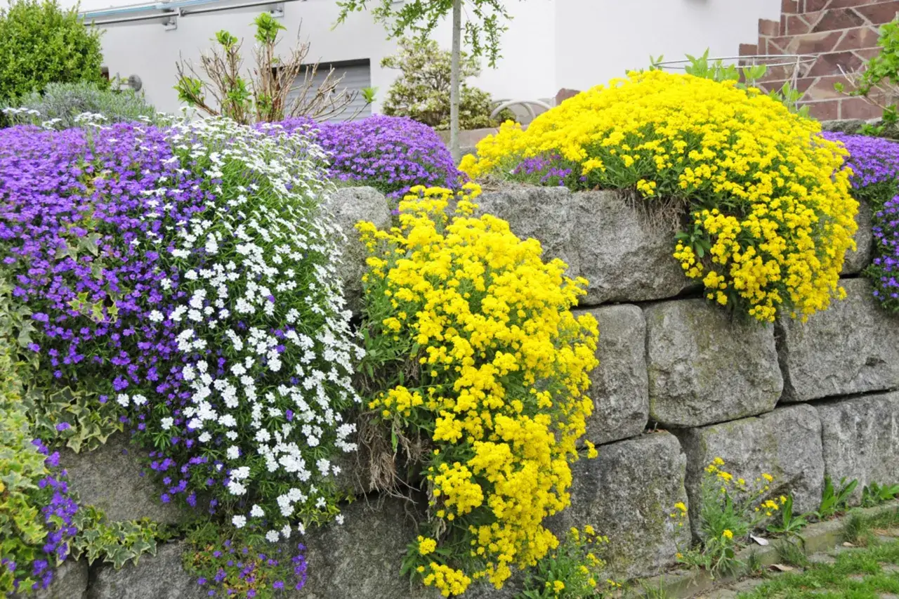 Bunte Blumen wie gelbe und lila blühen üppig auf einem Steingarten, der an einer Steinmauer angelegt ist.