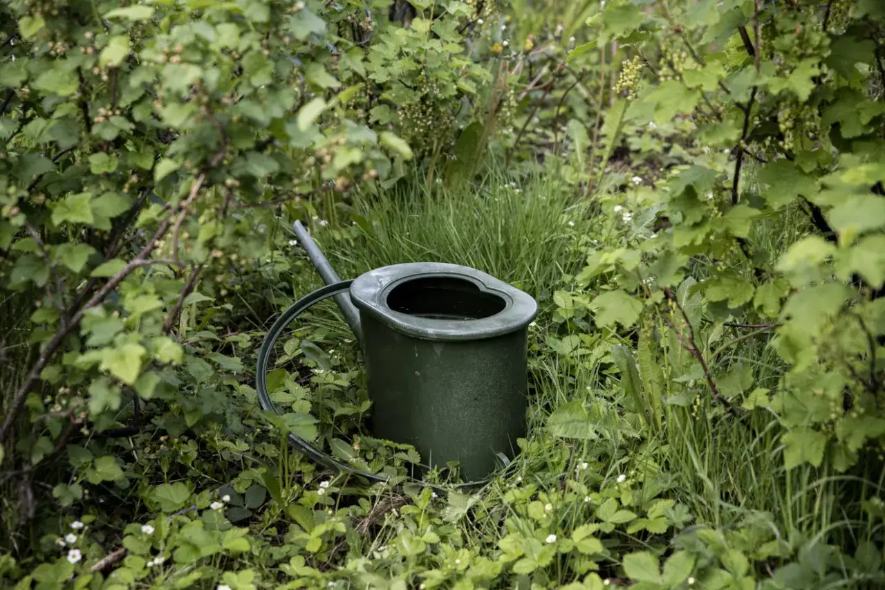 En grön vattenkanna står i frodig grönska. Hur ofta behöver man guldvatten för att få så här fina växter?