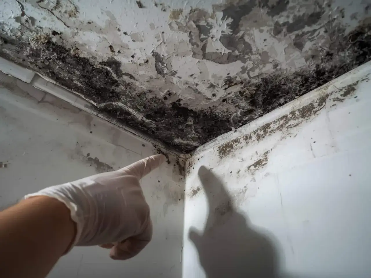 Gant blanc pointant vers de la moisissure noire et du plâtre écaillé au coin d'une pièce. Un signe de **solution humidité maison** à trouver.