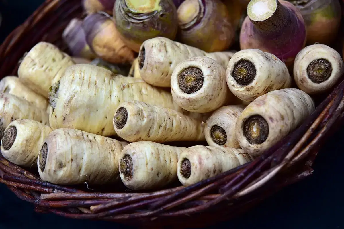 Un cesto di vimini pieno di pastinaca pianta, con le loro radici bianche e le estremit&agrave; scure visibili.