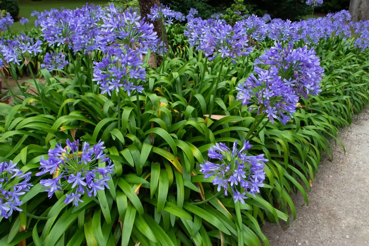 Magnifique **agapanthe floraison** en bordure d'un chemin de gravier. Les ombelles bleues &eacute;clatantes contrastent avec le feuillage vert luxuriant.