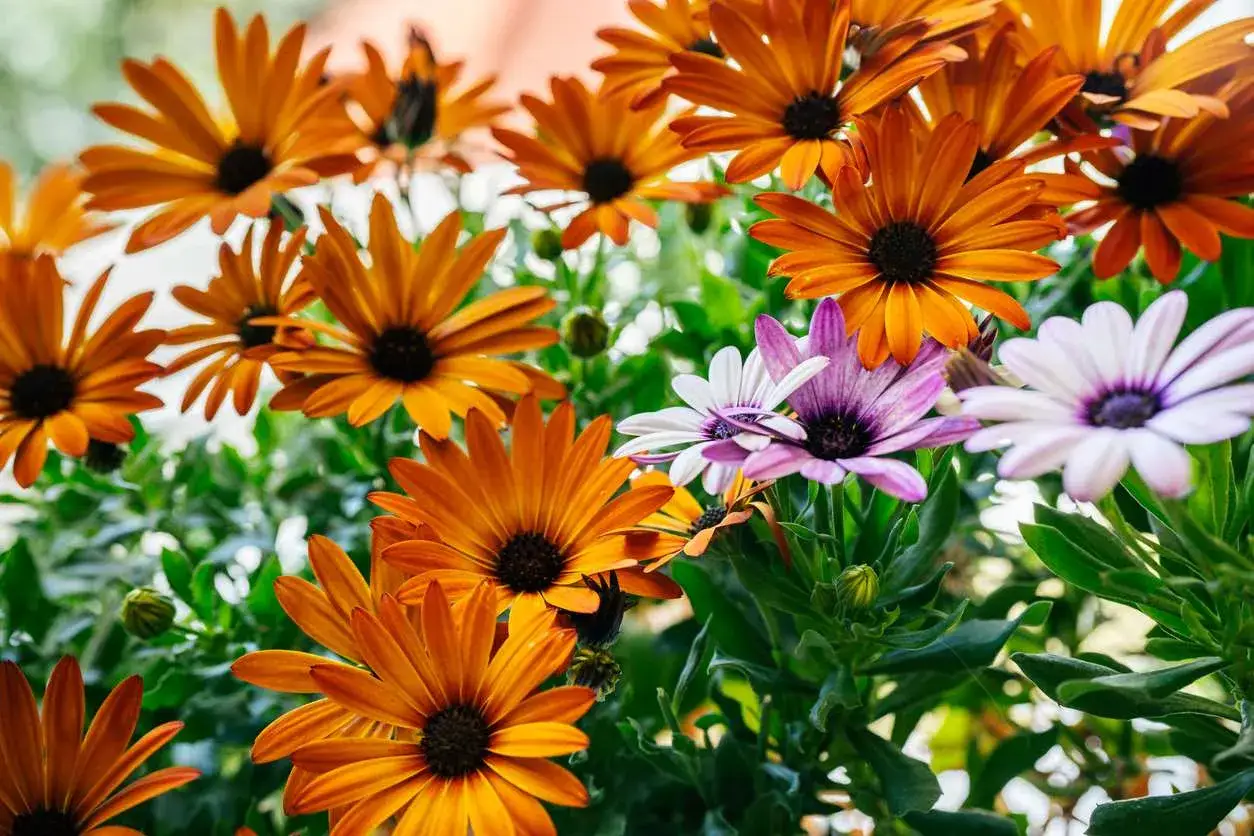 Un bouquet d'osteospermum fleur ressemblant à des marguerites, aux teintes orange vif et violettes, illumine le jardin.