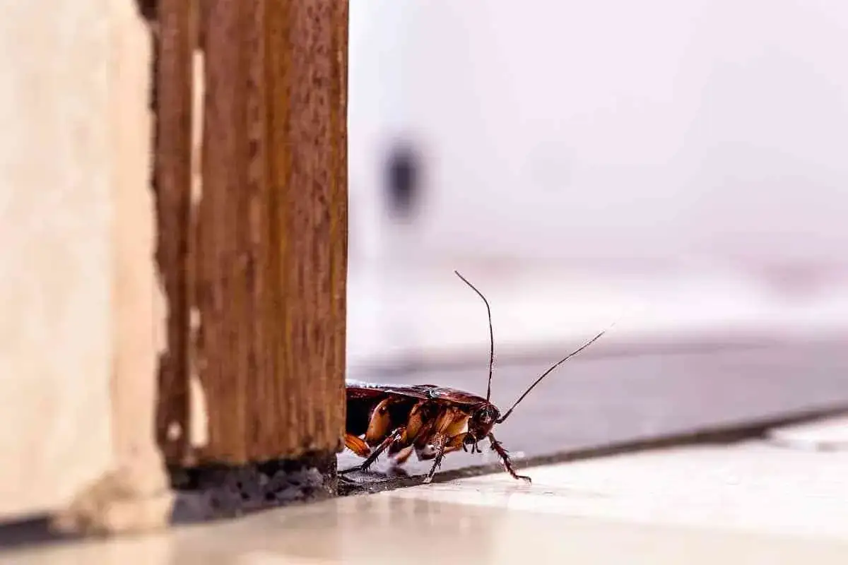 Cucaracha asom&aacute;ndose por una esquina. Estos insectos son portadores de que enfermedades transmiten las cucarachas, representando un riesgo para la salud.