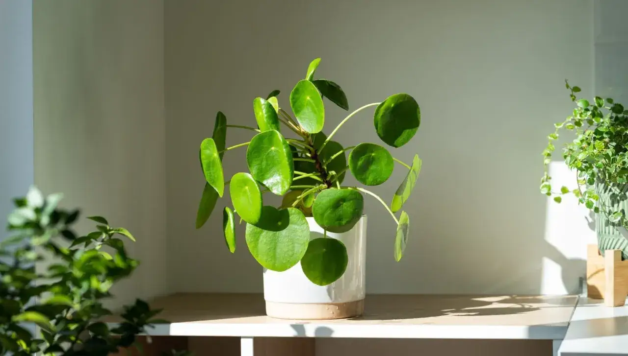Pianta Pilea con foglie tonde e verdi in un vaso bianco, perfetta per chi ama coltivare in casa. Luce solare illumina la scena.