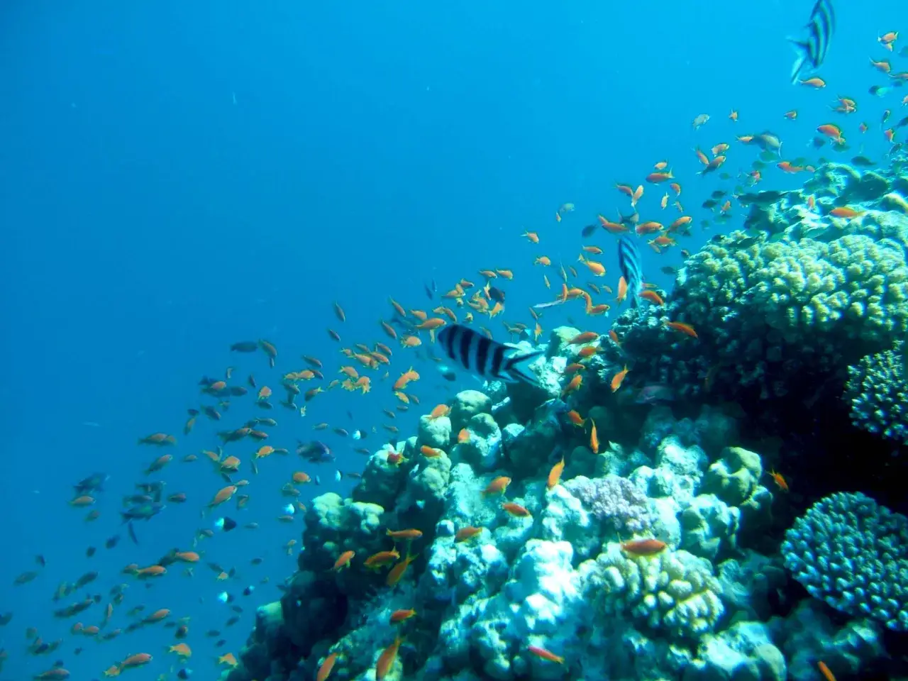 Un banco di pesci rossi nuota tra le rocce coralline di Marsa Alam, un vero spettacolo sottomarino.