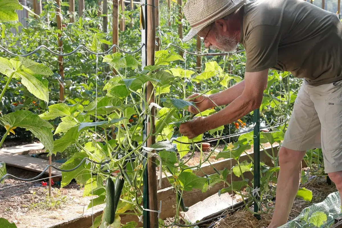 Un jardinier en chapeau de paille s'occupe de ses plants de concombre. Il est temps de savoir quand planter concombre pour une récolte abondante.