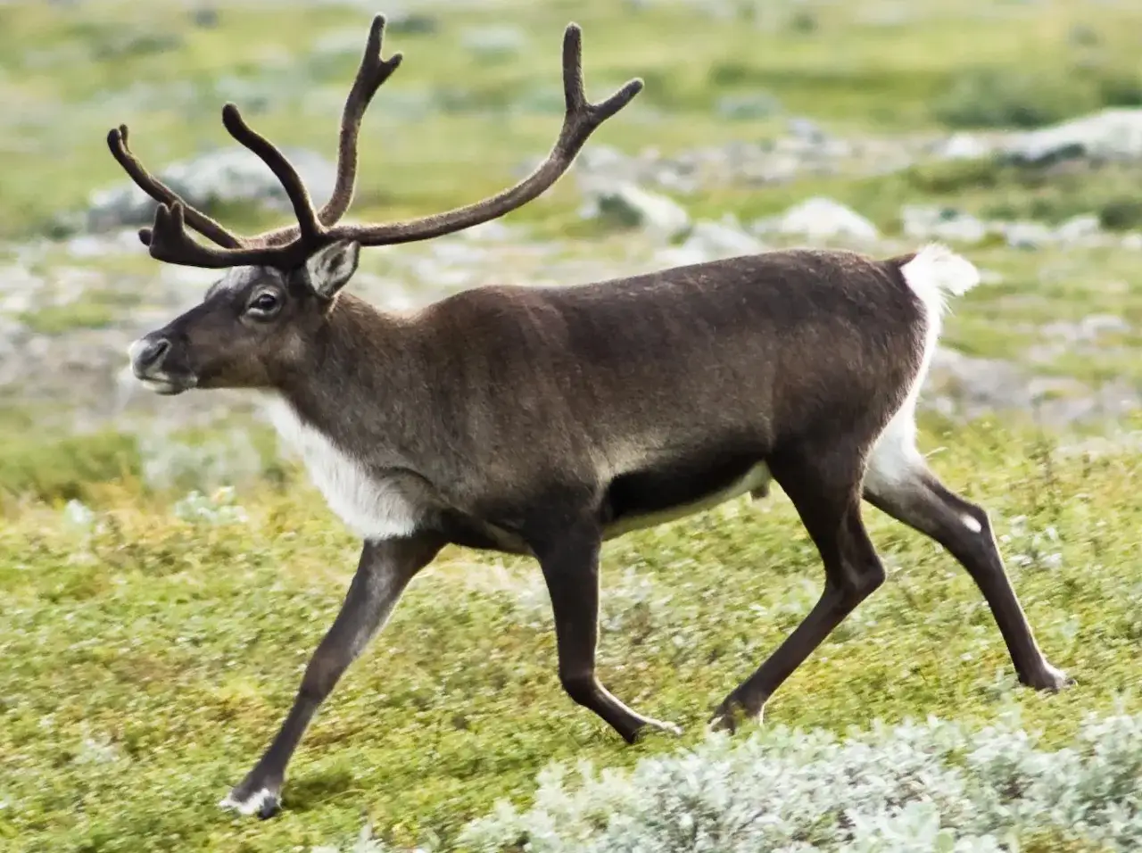 Ren som tappar hornen rör sig genom ett gräsbevuxet landskap.
