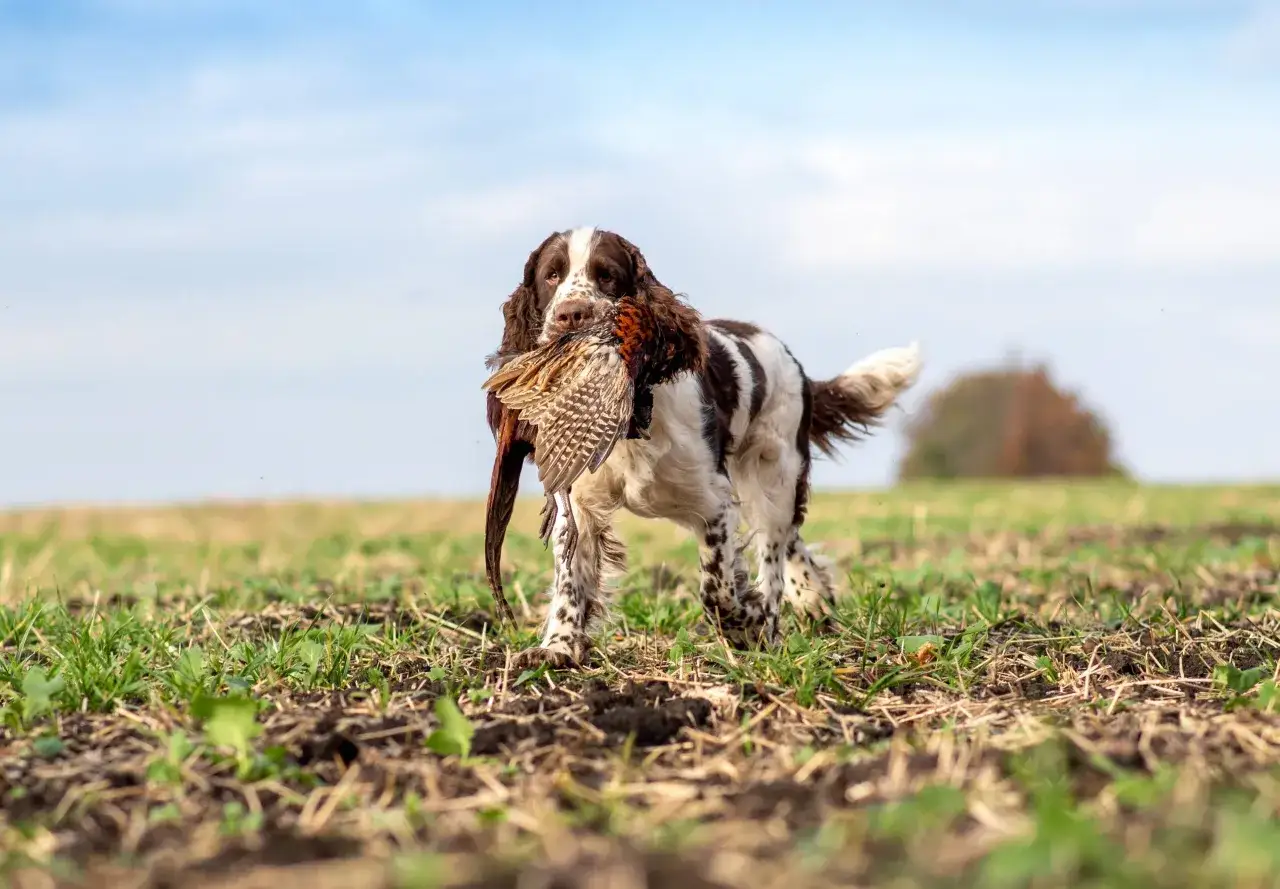 Un springer anglais, fidèle et plein de caractère, rapporte fièrement un faisan dans un champ sous un ciel bleu.
