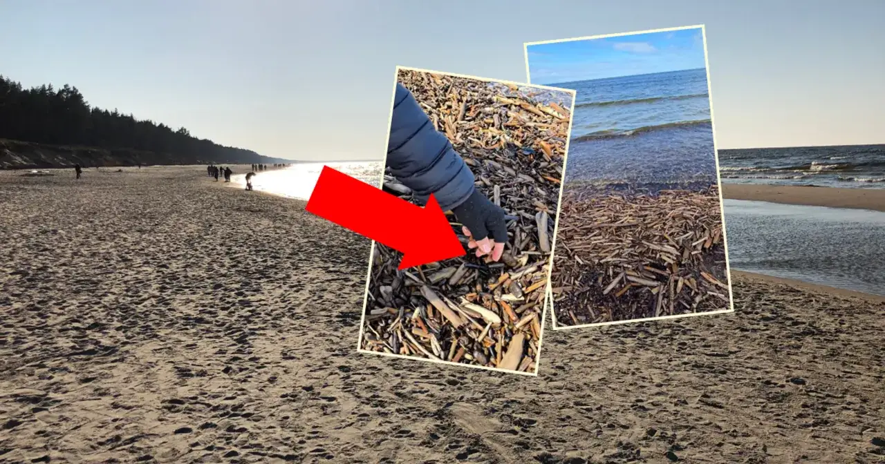 Szukasz bursztynu nad morzem? Zobacz, jak szukać bursztynu nad morzem, przeglądając plażę po sztormie.