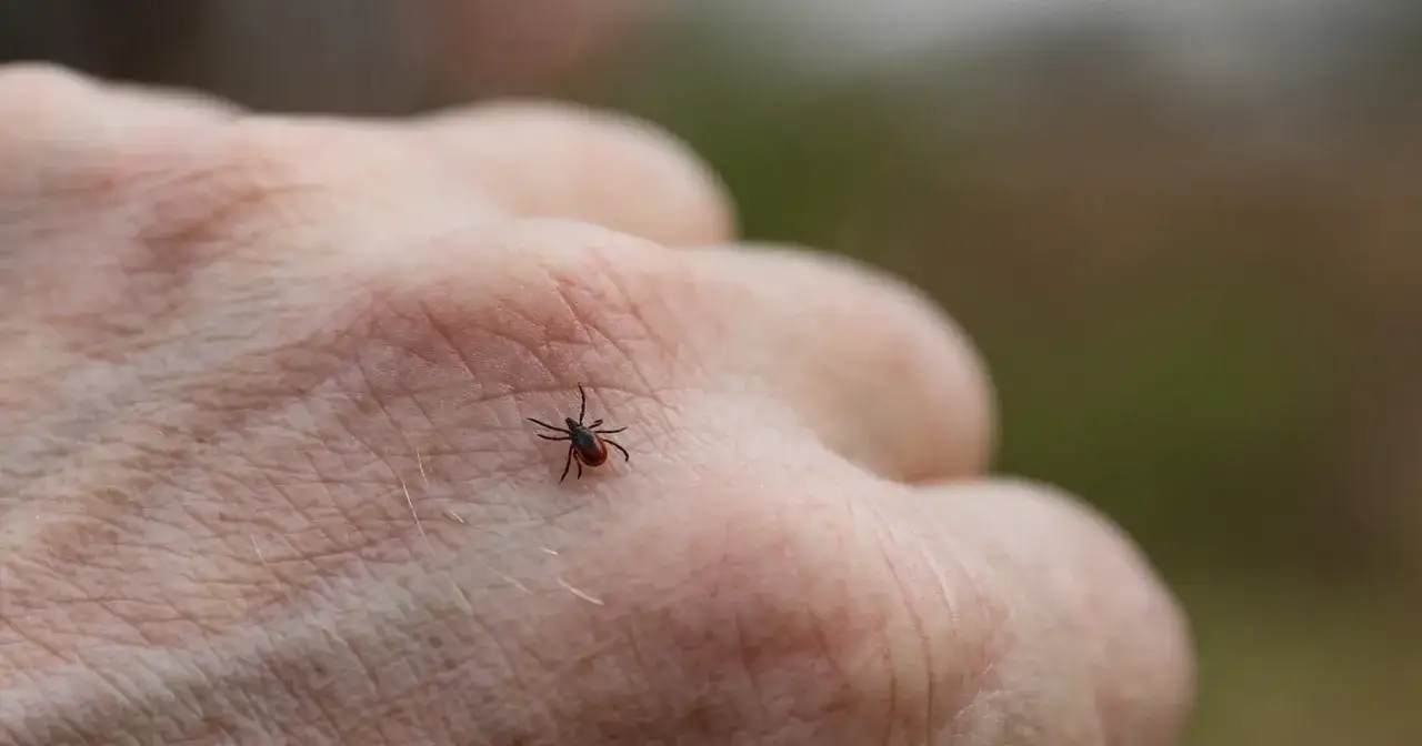 Mały kleszcz na ludzkiej dłoni. Po 24 godzinach może zacząć się niebezpiecznie powiększać.