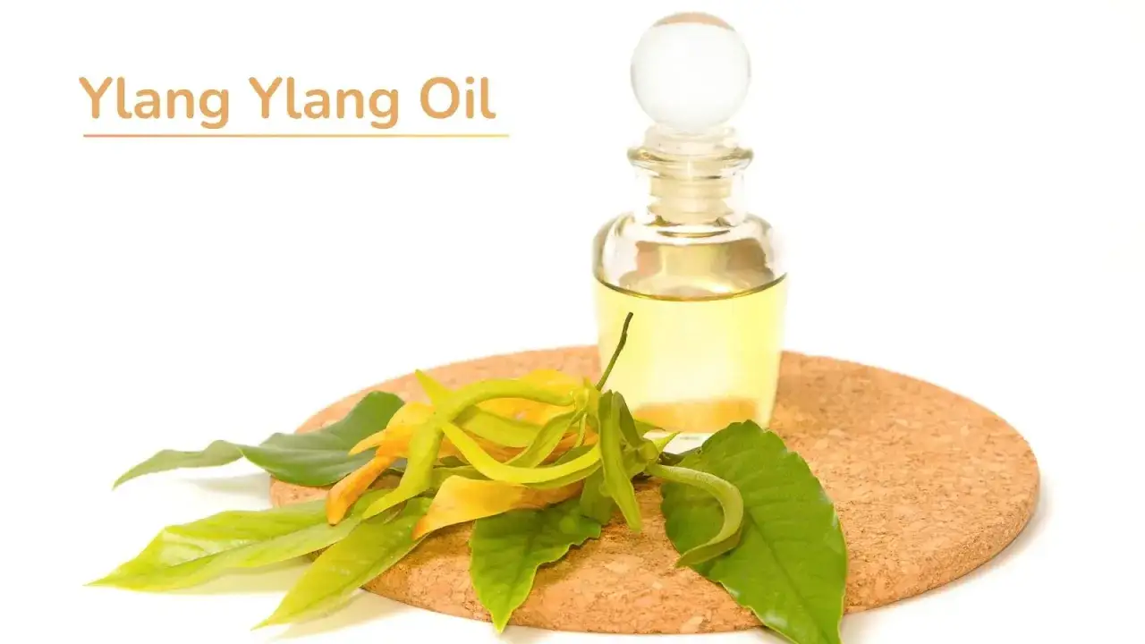 Olio essenziale di ylang ylang in boccetta di vetro, con fiori e foglie freschi. Scopri le sue proprietà benefiche.