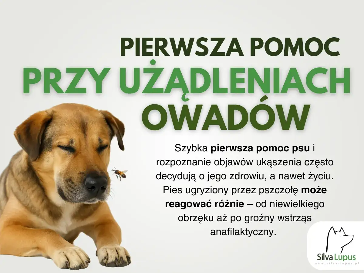 Pies użądlony przez pszczołę, z zamkniętymi oczami, obok którego leci owad. Tekst informuje o pierwszej pomocy przy użądleniach.