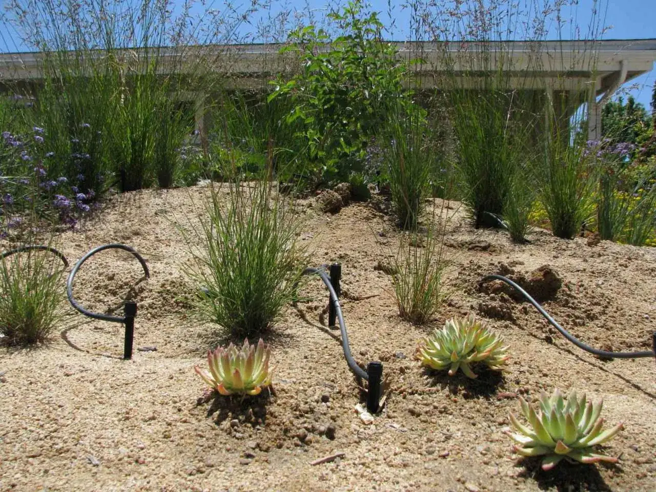 Un giardino con piante succulente e graminacee su un terreno drenante, irrigato da un sistema a goccia.