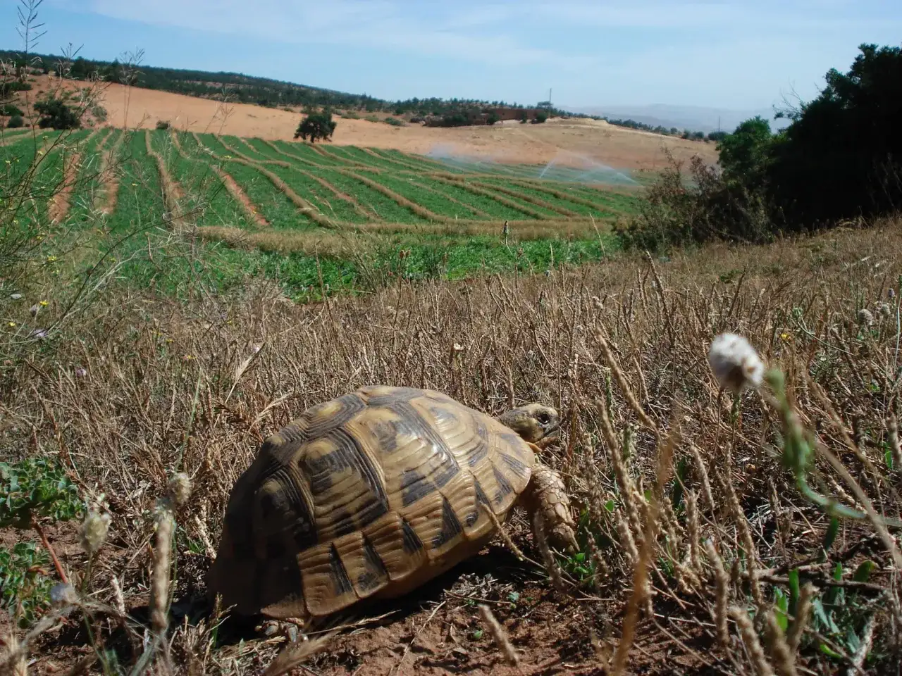 Una tortuga de espolones camina entre la hierba seca, con campos verdes y un cielo azul al fondo.