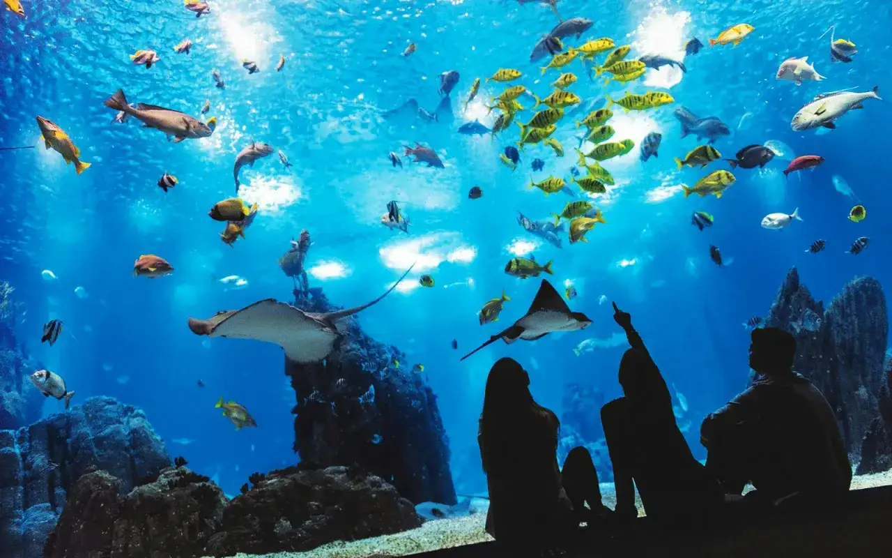 Besucher bestaunen im Aquarium Lissabon eine bunte Vielfalt an Fischen und Rochen, die durch das blaue Wasser gleiten.