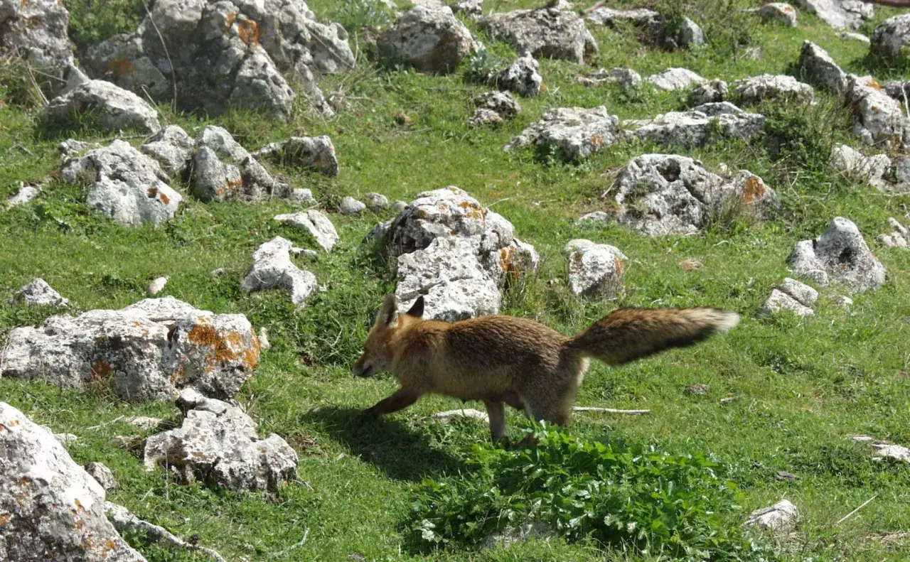 Zorro rojo camina por un **parque protegido** con rocas y hierba verde.