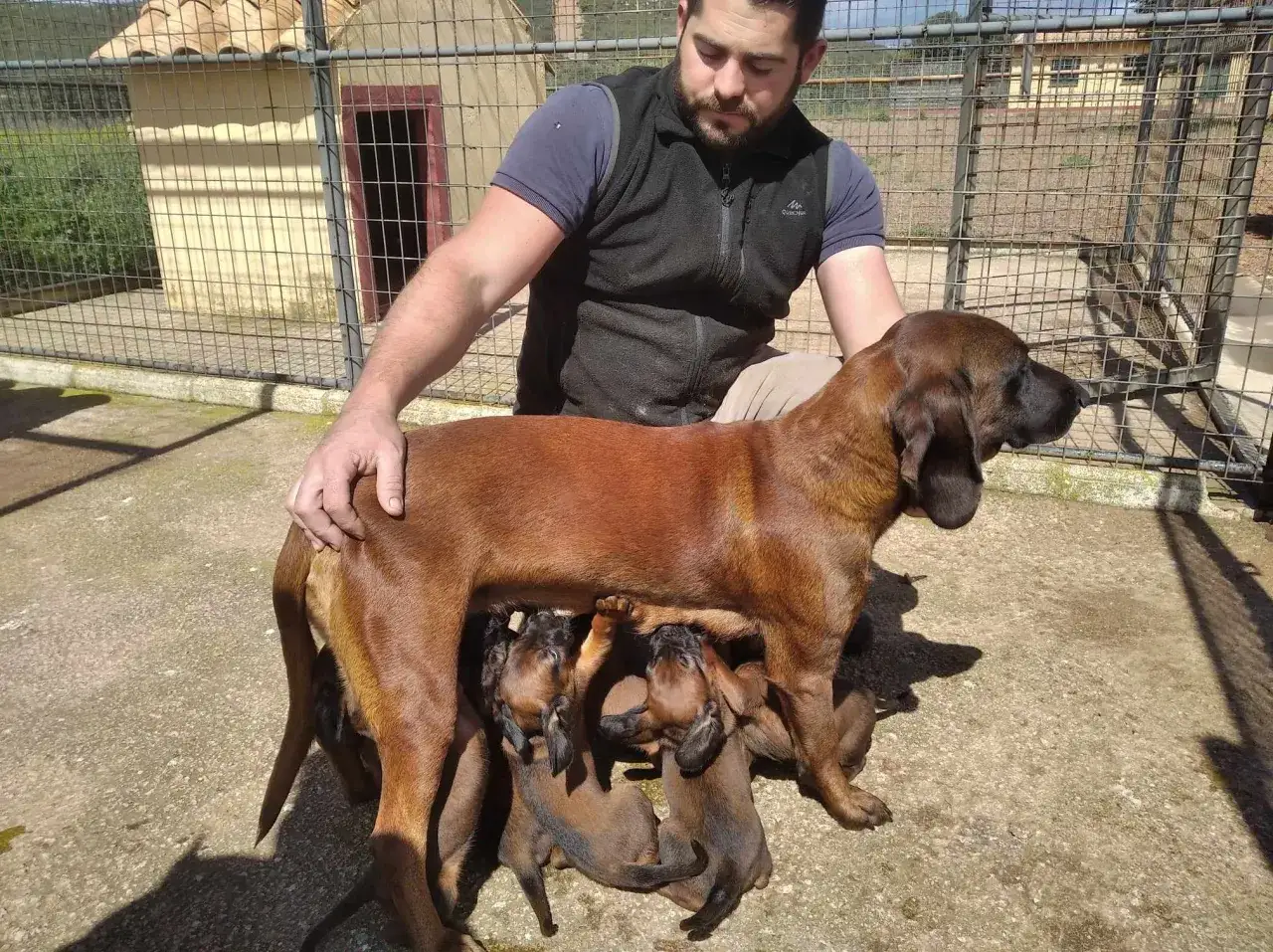 Un sabueso de Baviera adulto amamanta a sus cachorros.