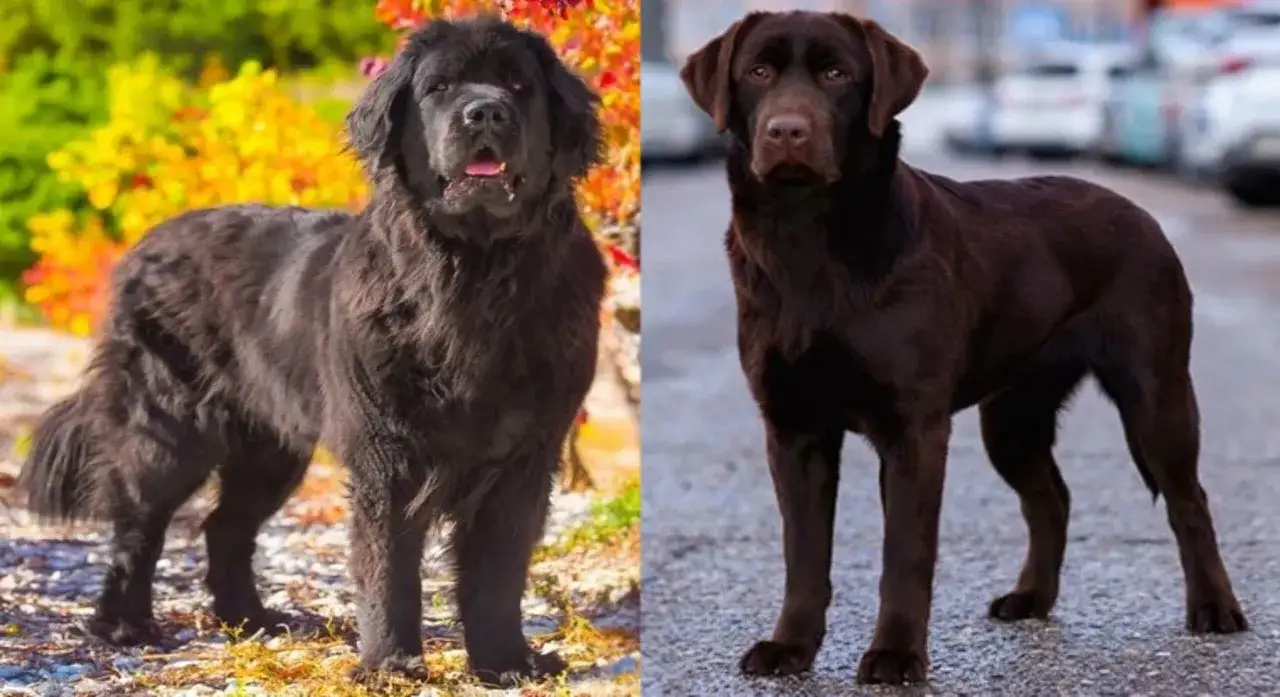 Czarny nowofundland i czekoladowy labrador stoją obok siebie. Czy to nowofundland krzyżówka?