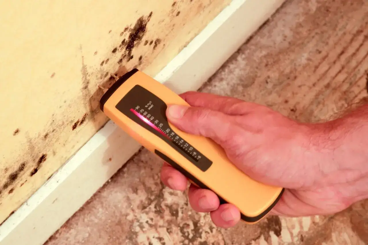 Un appareil mesure l'humidit&eacute; d'un mur couvert de moisissure, signe d'une fuite d'eau non visible.