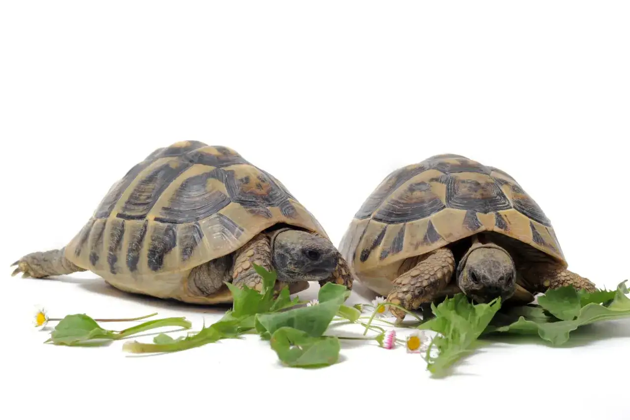 odpowiedzialna opieka nad żółwiem