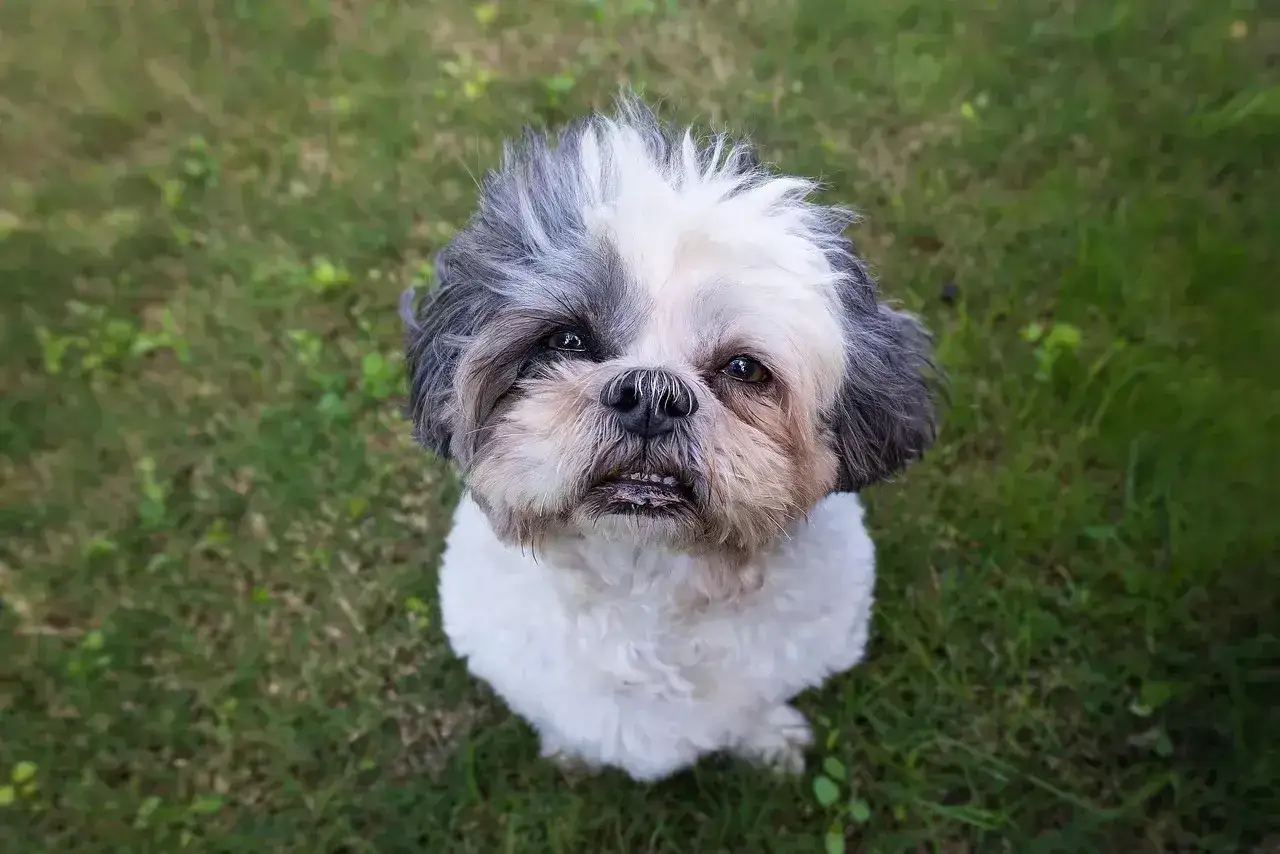 Shih tzu na trawie, wygląda jakby czekał na instrukcje, jak podać psu węgiel aktywny.