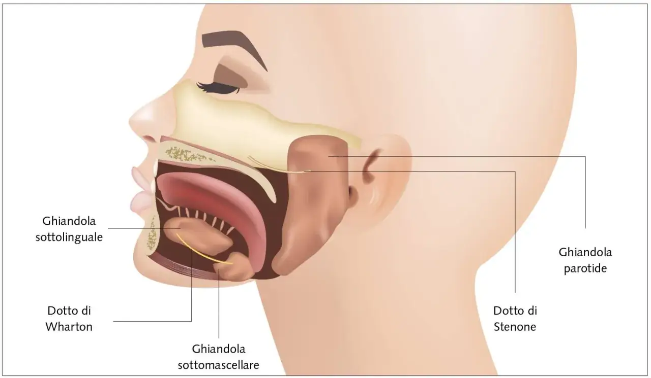 Sezione dell'interno bocca che mostra ghiandole salivari: sottolinguale, sottomascellare e parotide, con i relativi dotti.